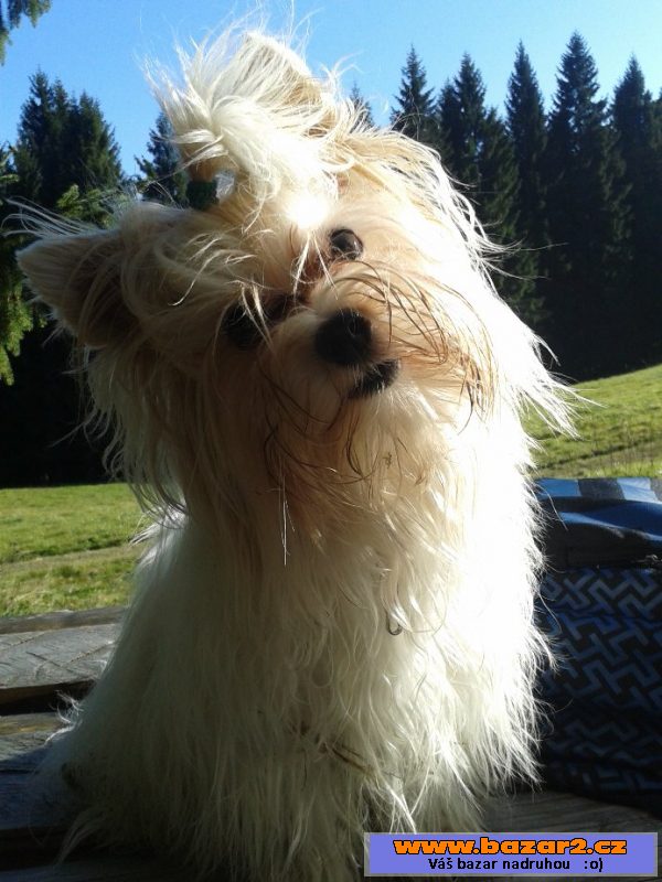 Nabídka krytí Golddust york.terrier