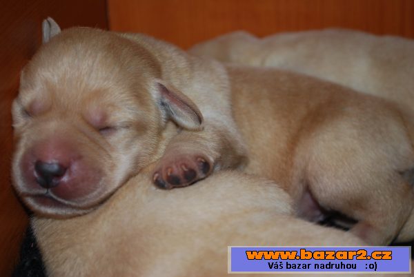 Labrador - štěňátka s PP