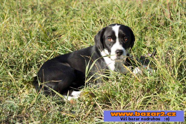 PEGGY - Bígl x - fena