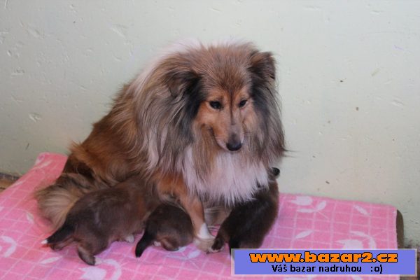 Štěňata sheltie s PP