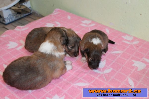 Štěňata sheltie s PP