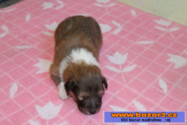 Štěňata sheltie s PP