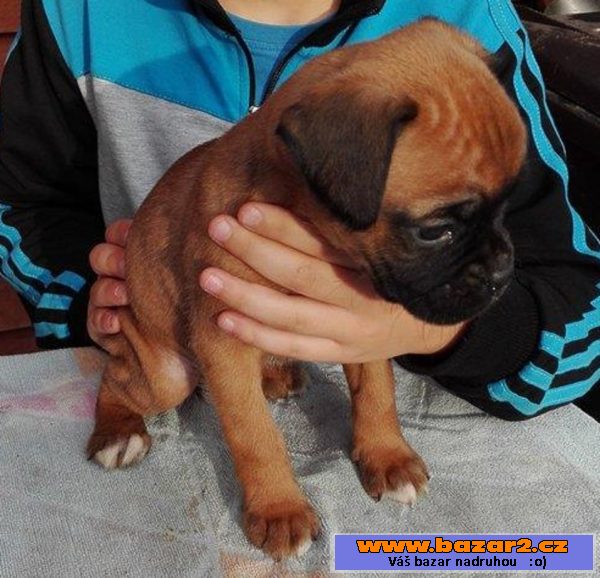 Boxer německý - štěňátko - fenka