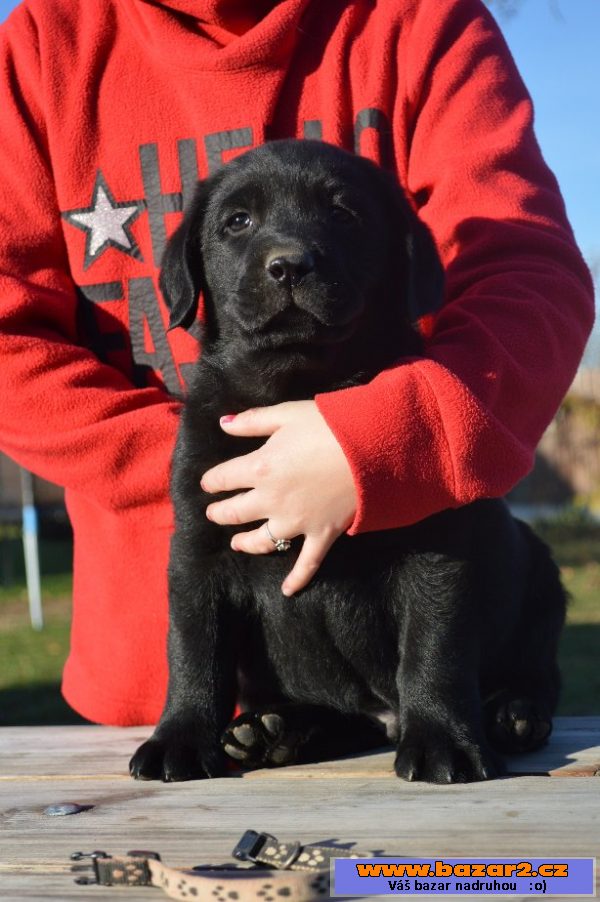 Labradorský s PP-černá a  čoko