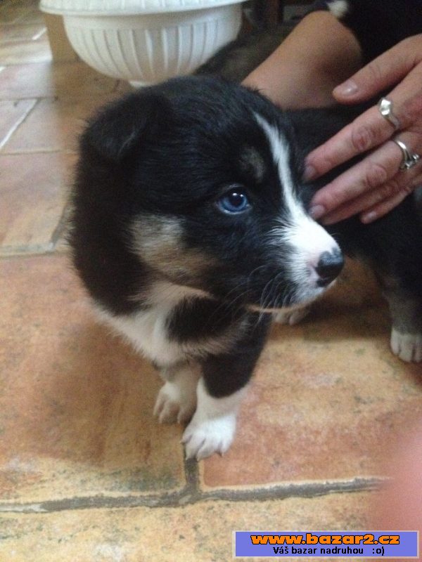 Štěnátka Australský ovčák+husky