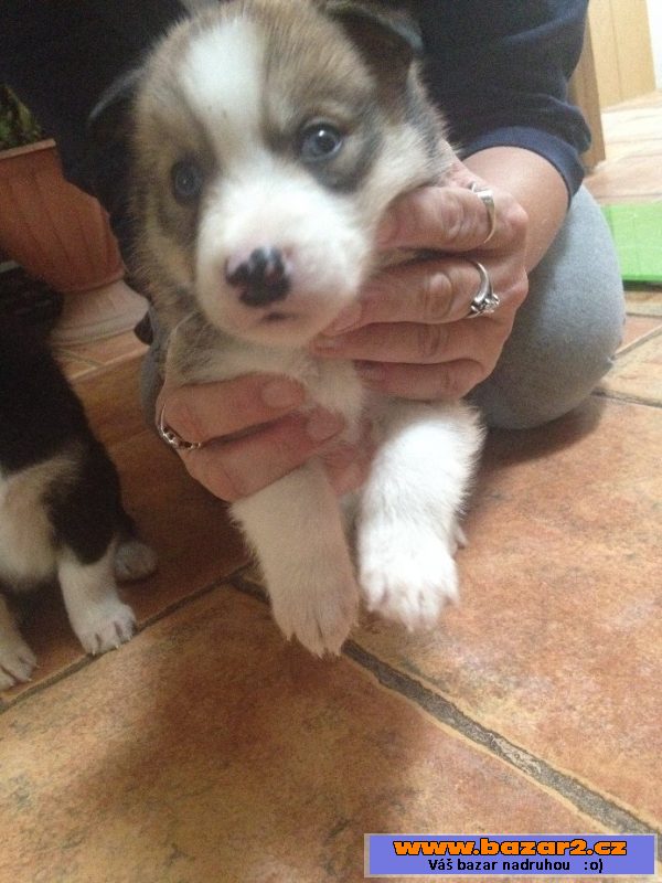Štěnátka Australský ovčák+husky