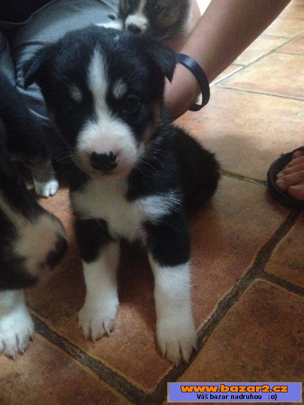 Štěnátka Australský ovčák+husky