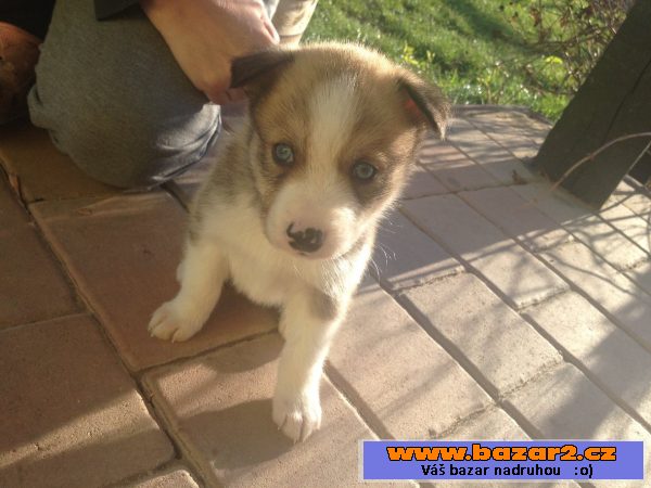 Štěnátka Australský ovčák+husky