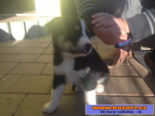 Štěnátka Australský ovčák+husky