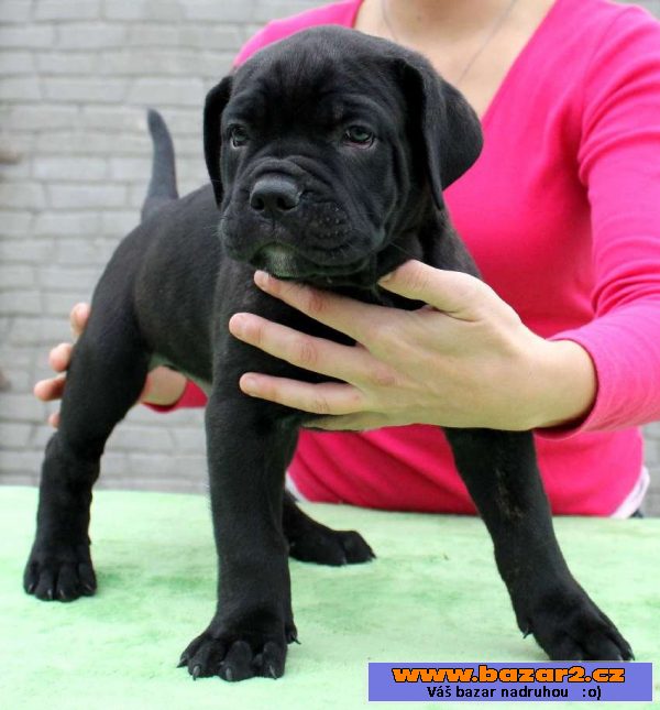 Štěňátka Cane Corso s PP