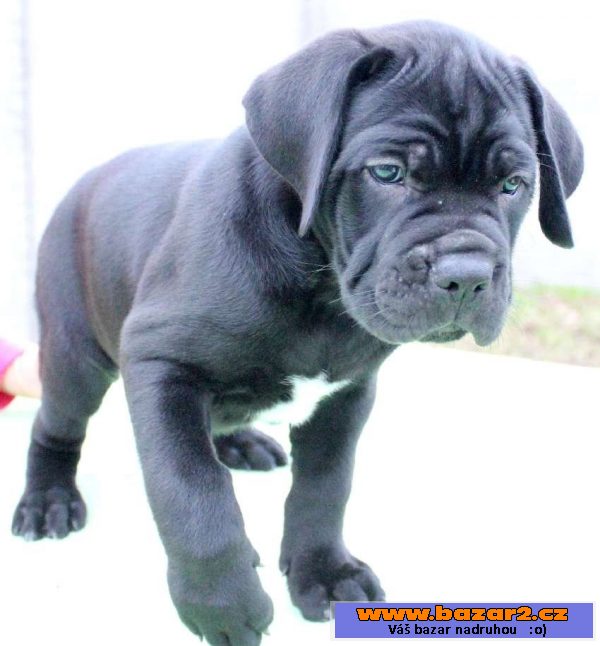 Štěňátka Cane Corso s PP