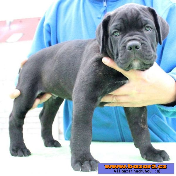 Štěňátka Cane Corso s PP