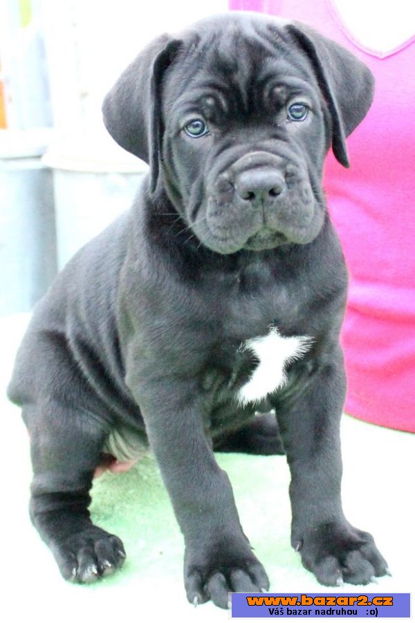 Štěňátka Cane Corso s PP