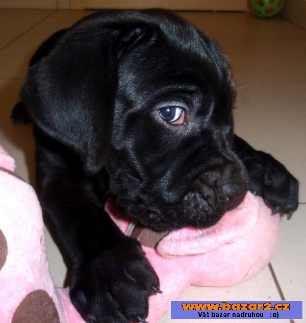 Štěňátka Cane Corso s PP