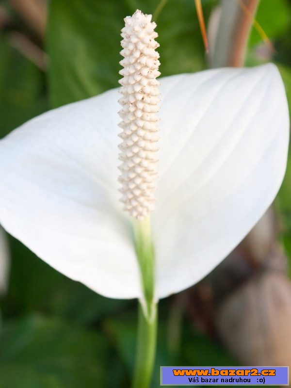 Spathiphyllum - Lopatkovec