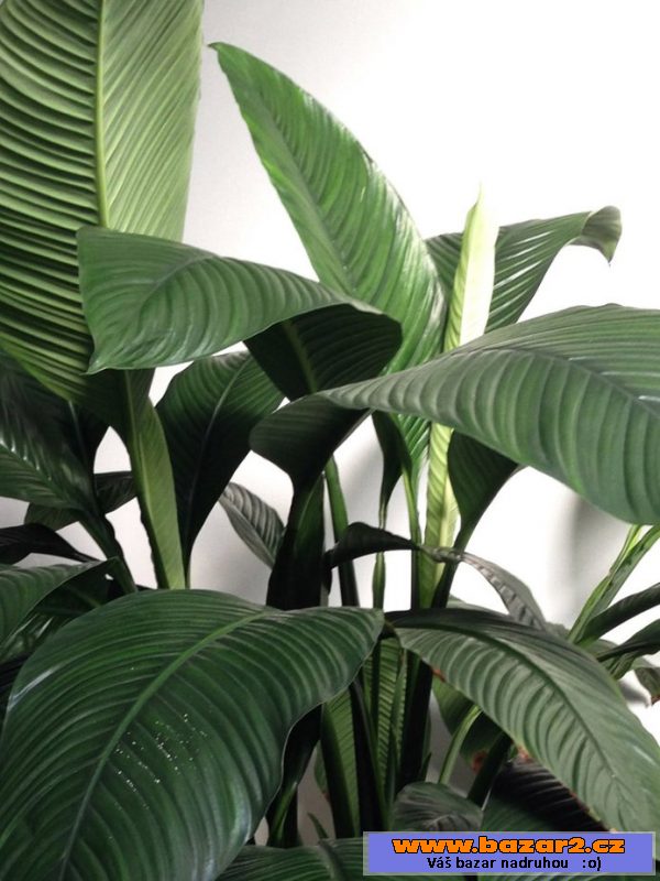 Spathiphyllum - Lopatkovec
