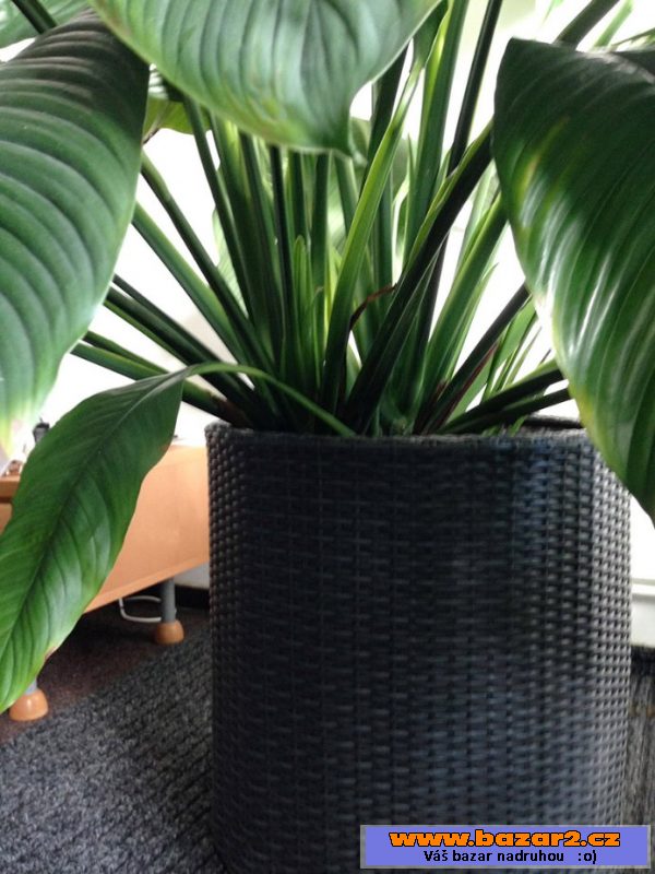 Spathiphyllum - Lopatkovec