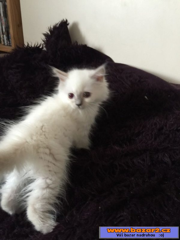 Ragdoll koťata s PP