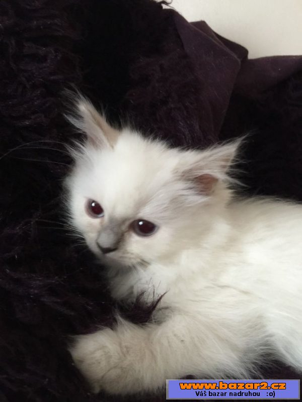 Ragdoll koťata s PP
