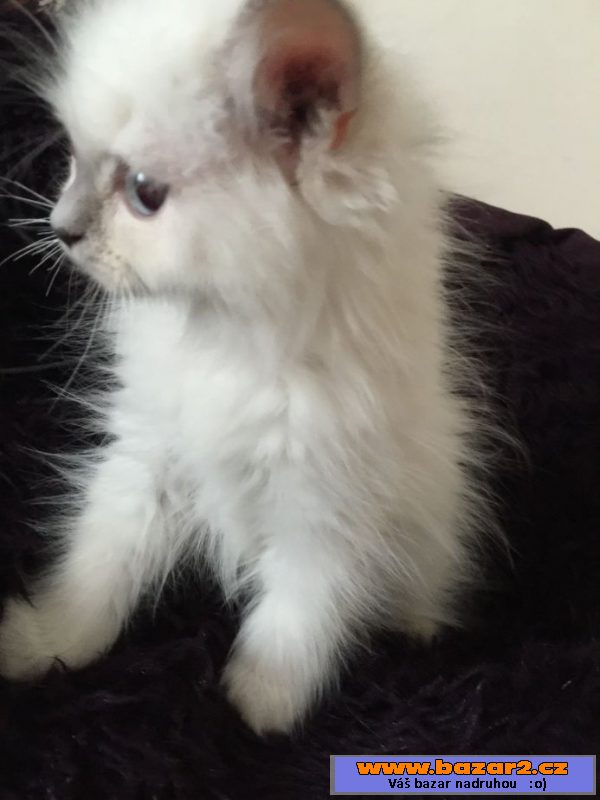 Ragdoll koťata s PP