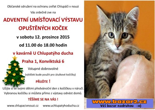 Umísťovací výstava opuštěných koček