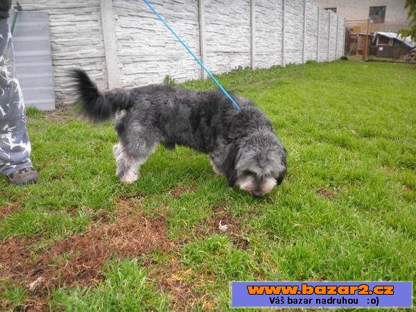 Dandie Dinmont teriér