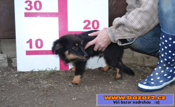 Cookie darujem za vet.poplatok