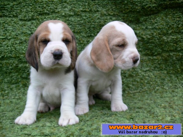 Beagle štěňátka