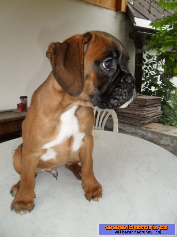 Boxer - pejsek s PP