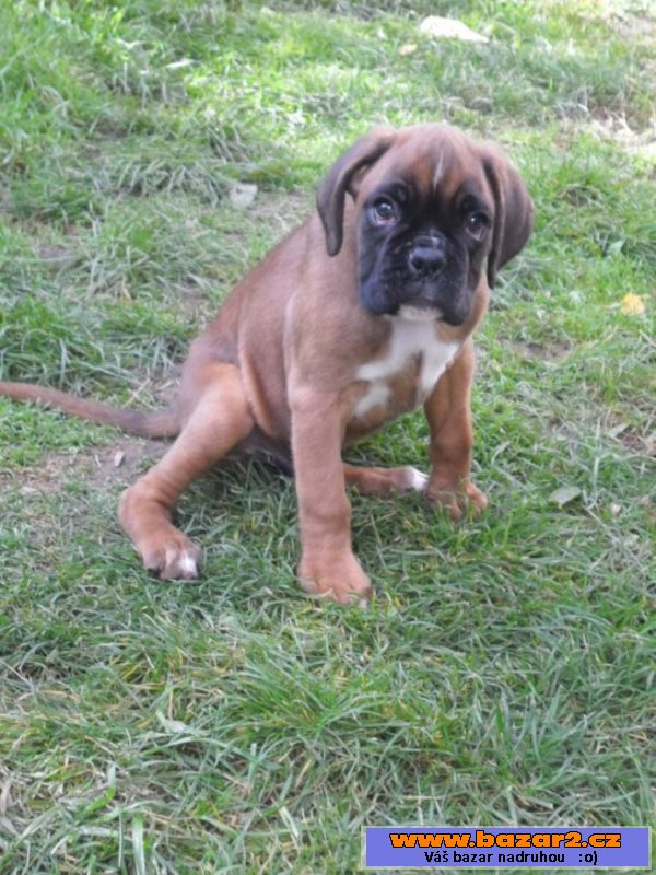 Boxer - pejsek s PP