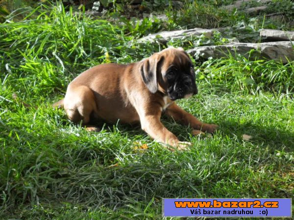 Boxer - pejsek s PP