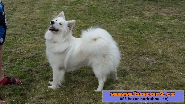 Samojedí nápadník