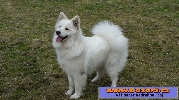 Samojedí nápadník