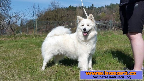 Samojedí nápadník