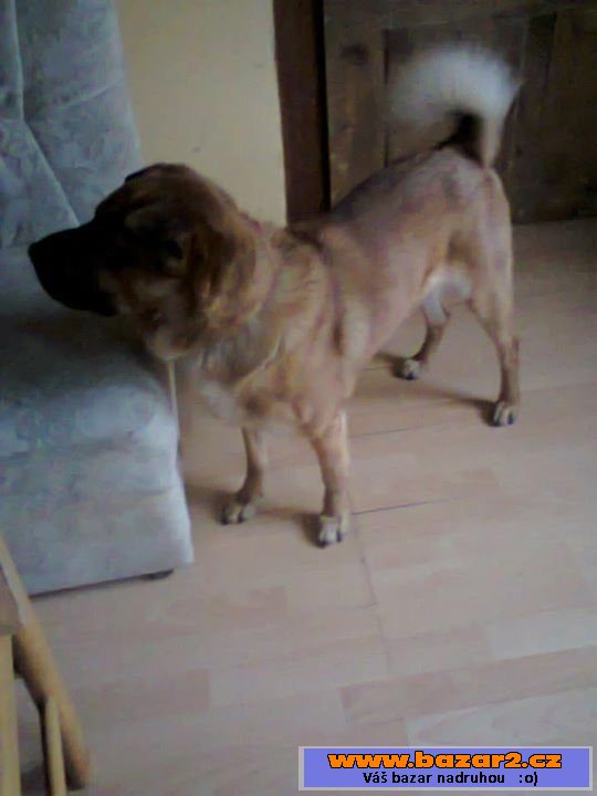 Zadám psa do dobrých rukou