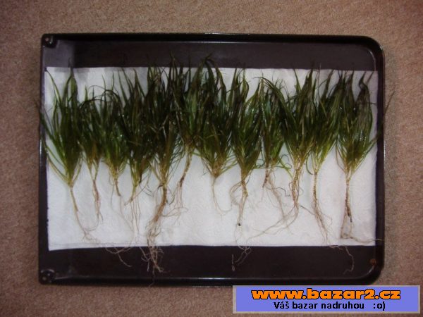 Akvarijní rostliny - blyxa japonica