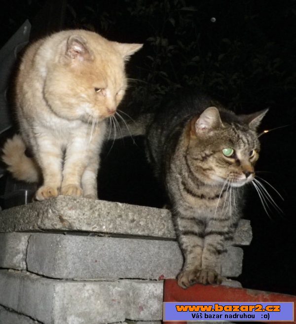 Mourek a Zrzek z Hloubětína 2008