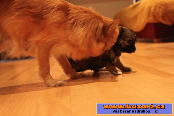 Chihuahua dlouhostrstá s PP - fenka