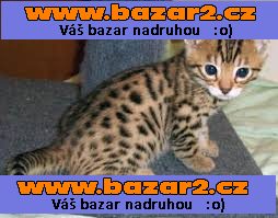 Kotě Bengálské