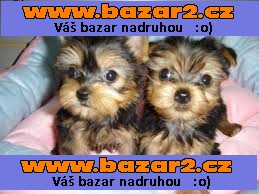 Yorkshire terrier s PP