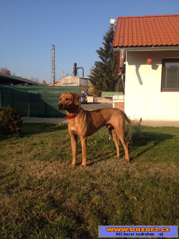 Dvouletý ridgeback ke krytí