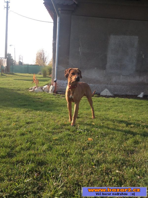 Dvouletý ridgeback ke krytí