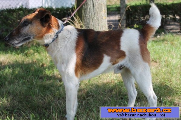 Ferda - kříženec foxteriéra