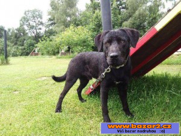 Honzík - labradorský retrívr x-pes