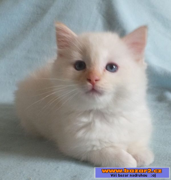 Kocourci ragdoll s PP