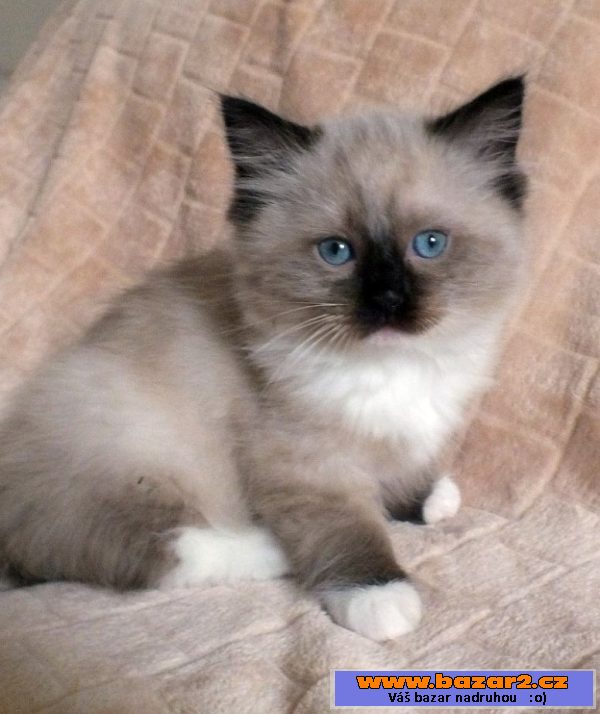 Kocourci ragdoll s PP