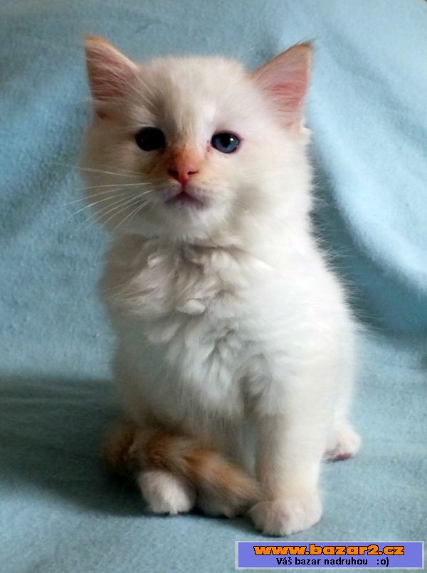 Kocourci ragdoll s PP
