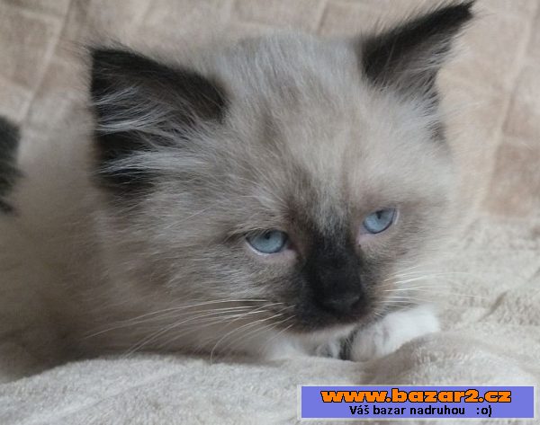 Kocourci ragdoll s PP