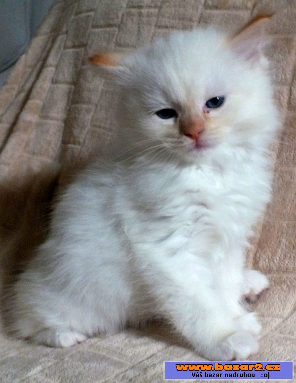 Kocourci ragdoll s PP