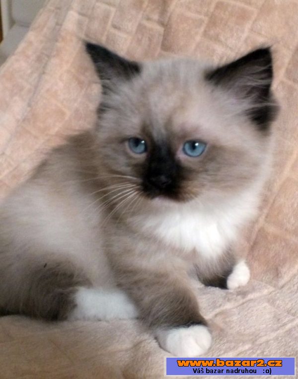 Kocourci ragdoll s PP